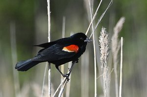 Blackbird, Red-winged, 2017-05207952 Parker River NWR, MA